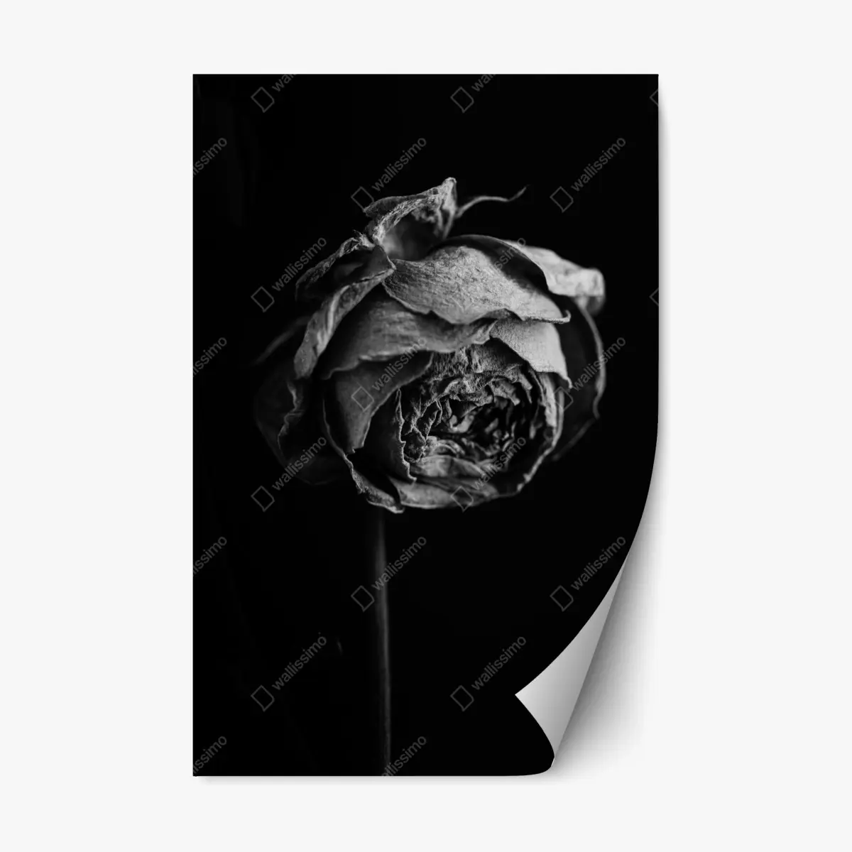 Adesivo riposizionabile rosa appassita in bianco e nero • Wallissimo®