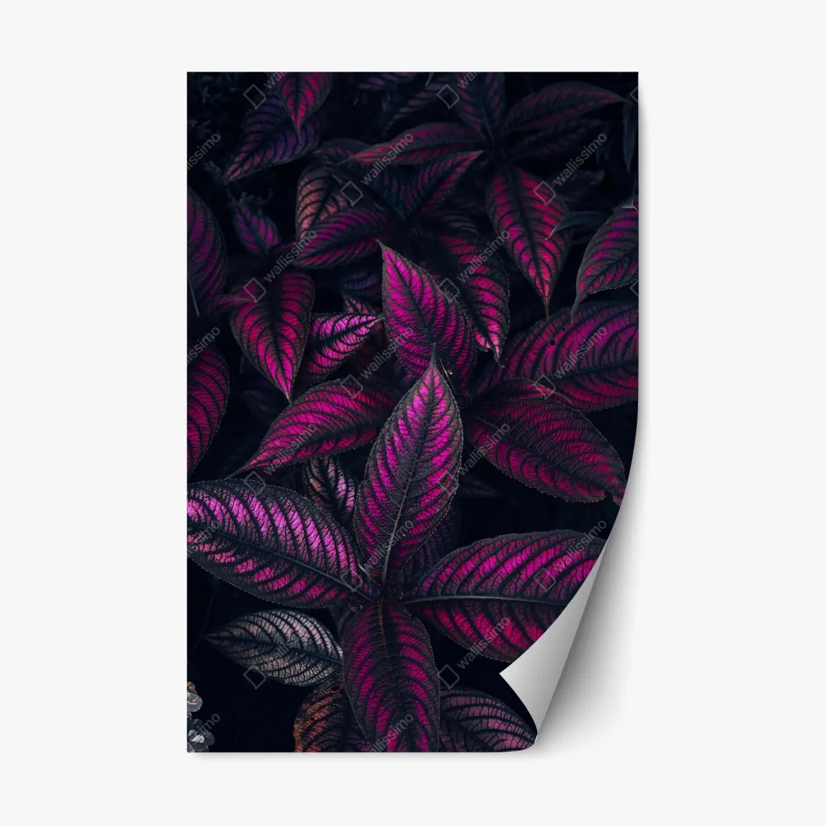 Adesivo riposizionabile motivo botanico con foglie magenta • Wallissimo®