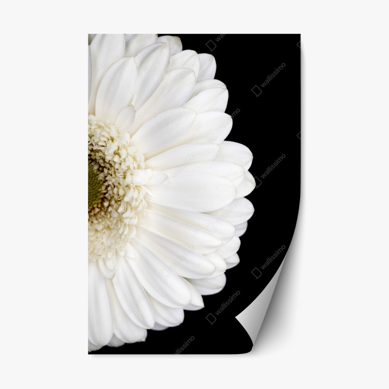 Adesivo riposizionabile gerbera bianca su sfondo nero