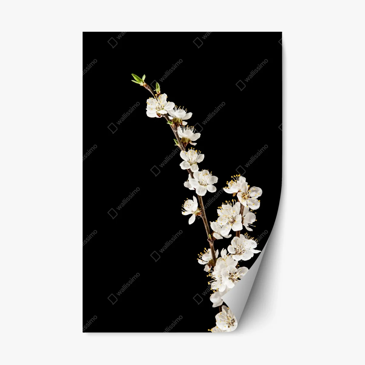 Adesivo riposizionabile ramo di albicocco in fiore su sfondo nero • Wallissimo® Adesivo riposizionabile ramo di albicocco in fiore su sfondo nero • Wallissimo®