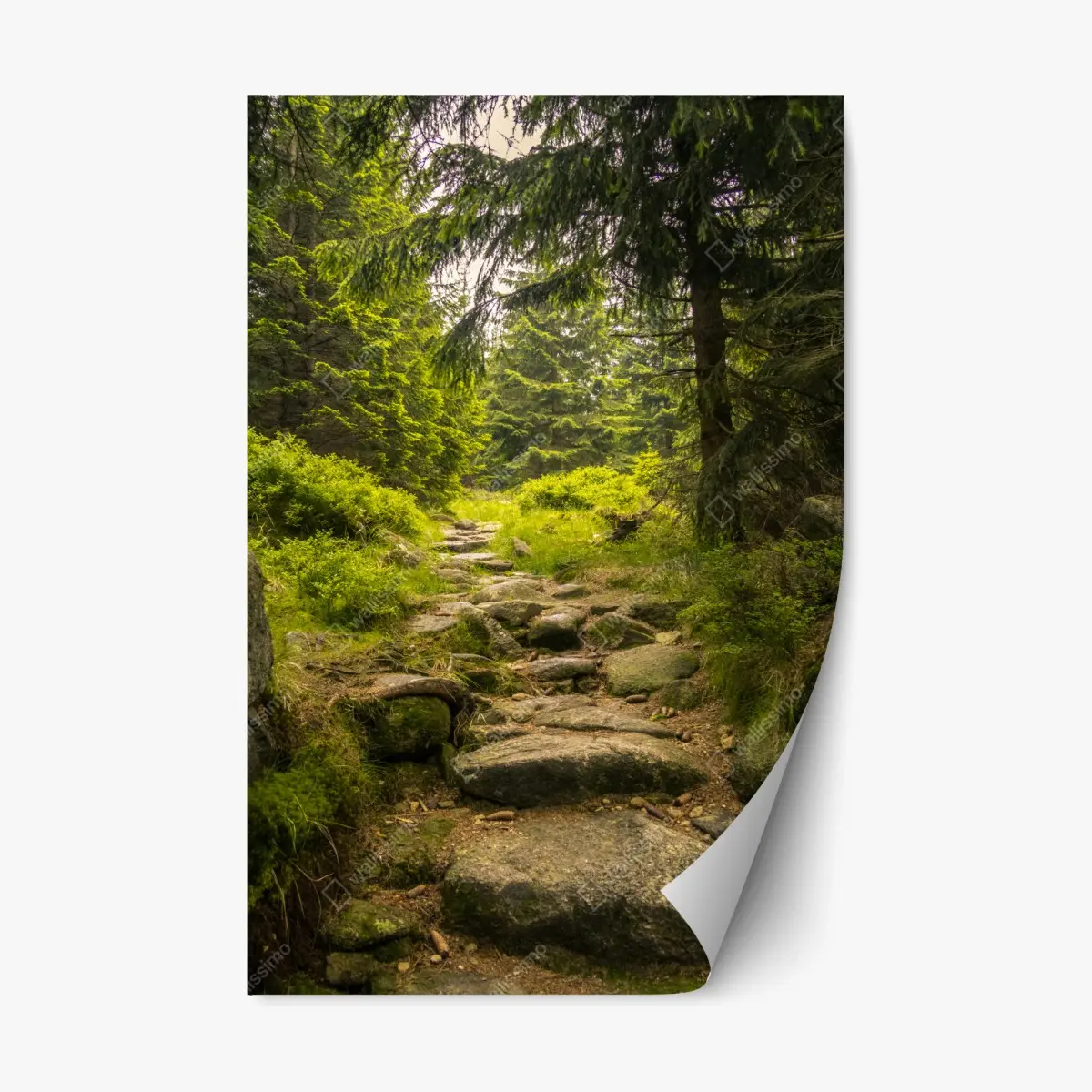 Adesivo riposizionabile sentiero roccioso nel bosco • Wallissimo®