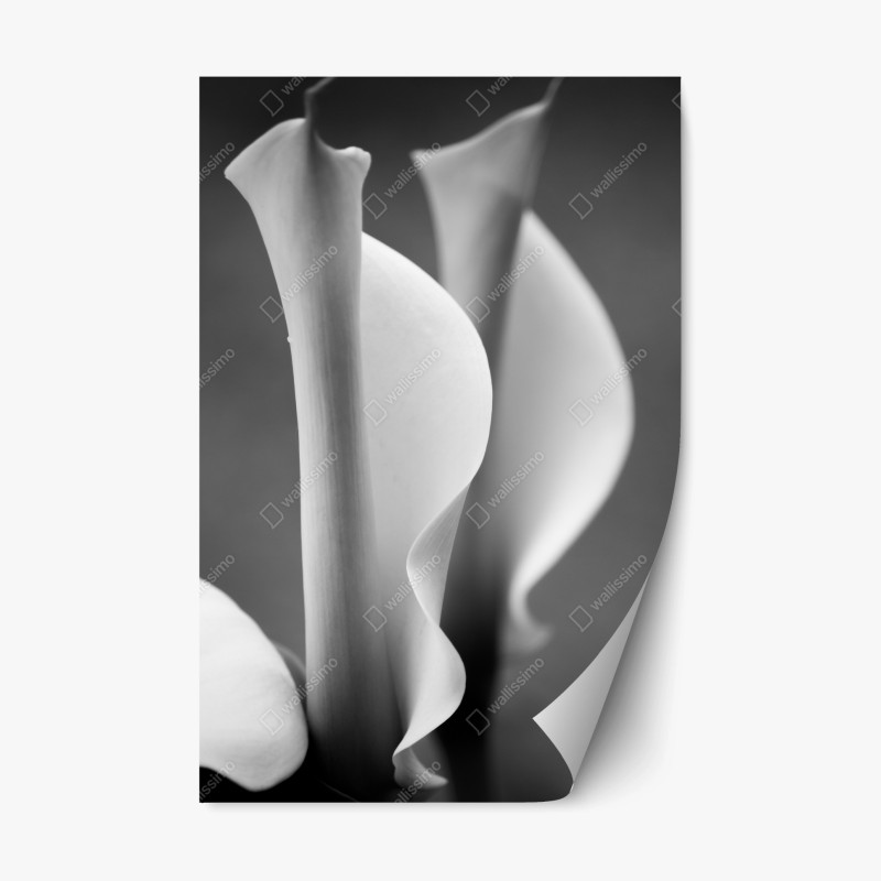 Adesivo riposizionabile calla in movimento in bianco e nero