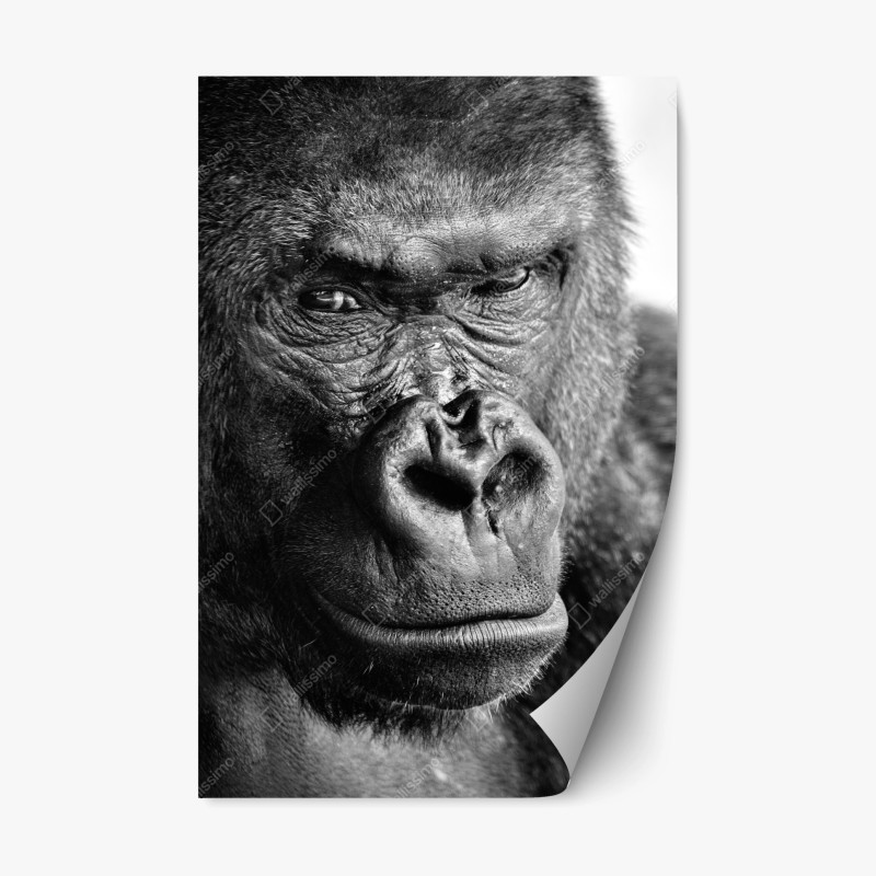 Adesivo riposizionabile ritratto intenso di gorilla in bianco e nero