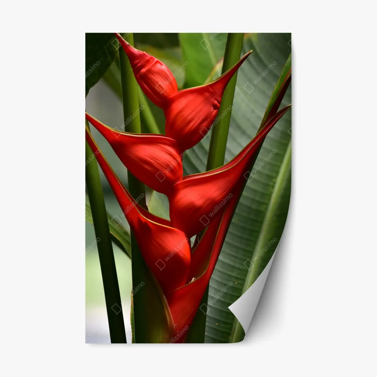 Adesivo riposizionabile eleganza tropicale in rosso • Wallissimo®