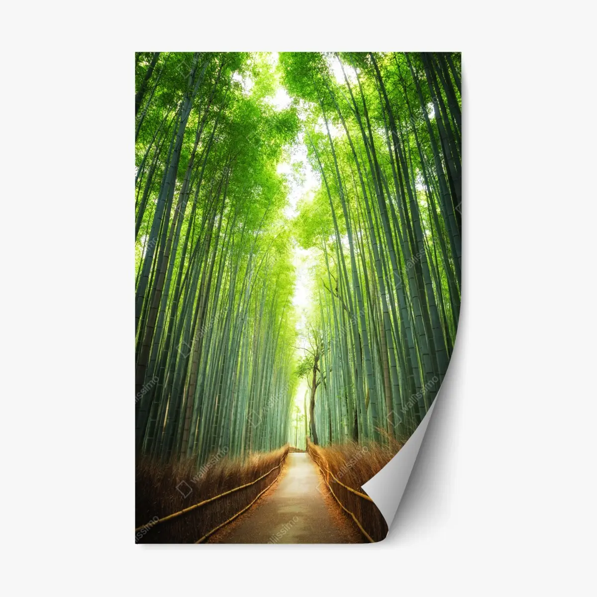 Adesivo riposizionabile sentiero nella foresta di bambù di Arashiyama • Wallissimo®