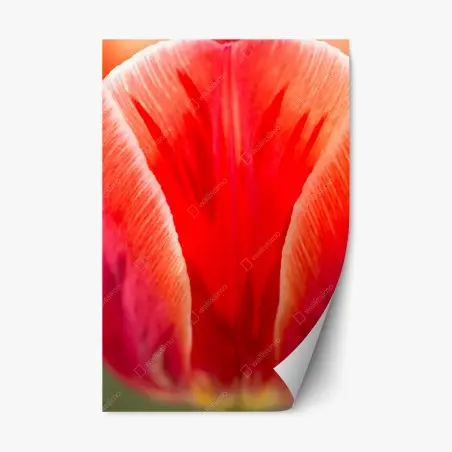 Adesivo riposizionabile petali di tulipano in primo piano • Wallissimo®