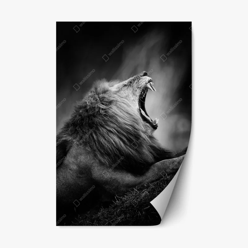 Adesivo riposizionabile leone maestoso in bianco e nero