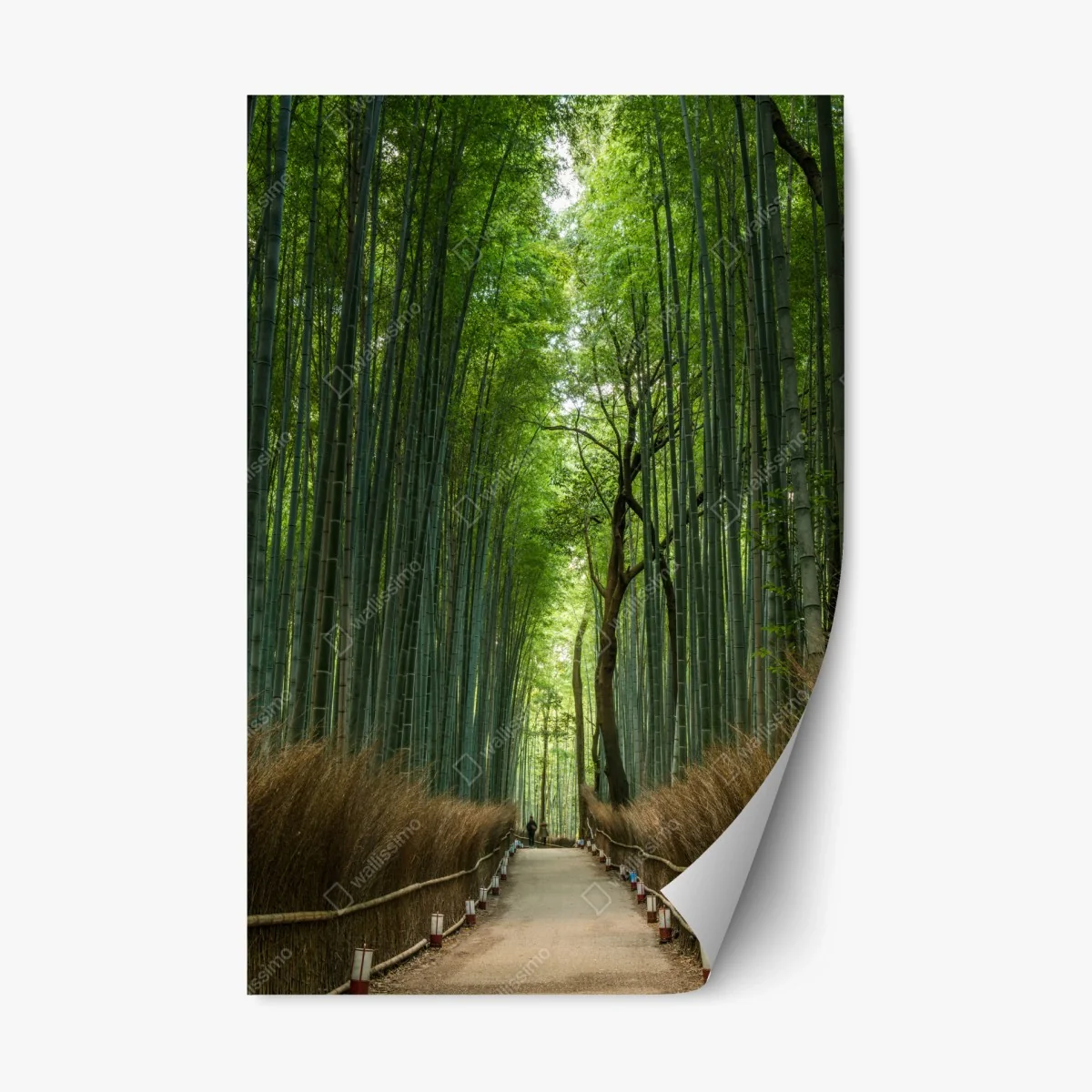 Adesivo riposizionabile sentiero nella foresta di bambù • Wallissimo® Adesivo riposizionabile sentiero nella foresta di bambù • Wallissimo®
