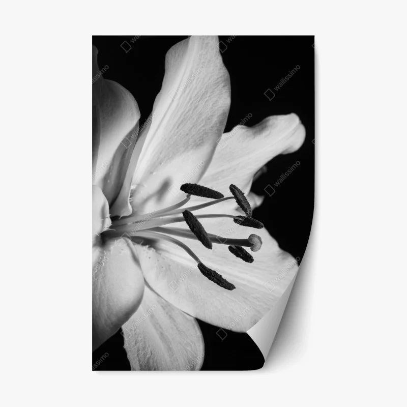 Adesivo riposizionabile eleganza floreale in bianco e nero