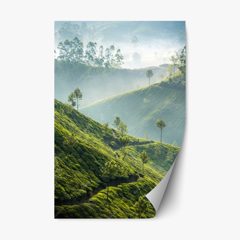 Adesivo riposizionabile paesaggio verde delle piantagioni di tè a Munnar