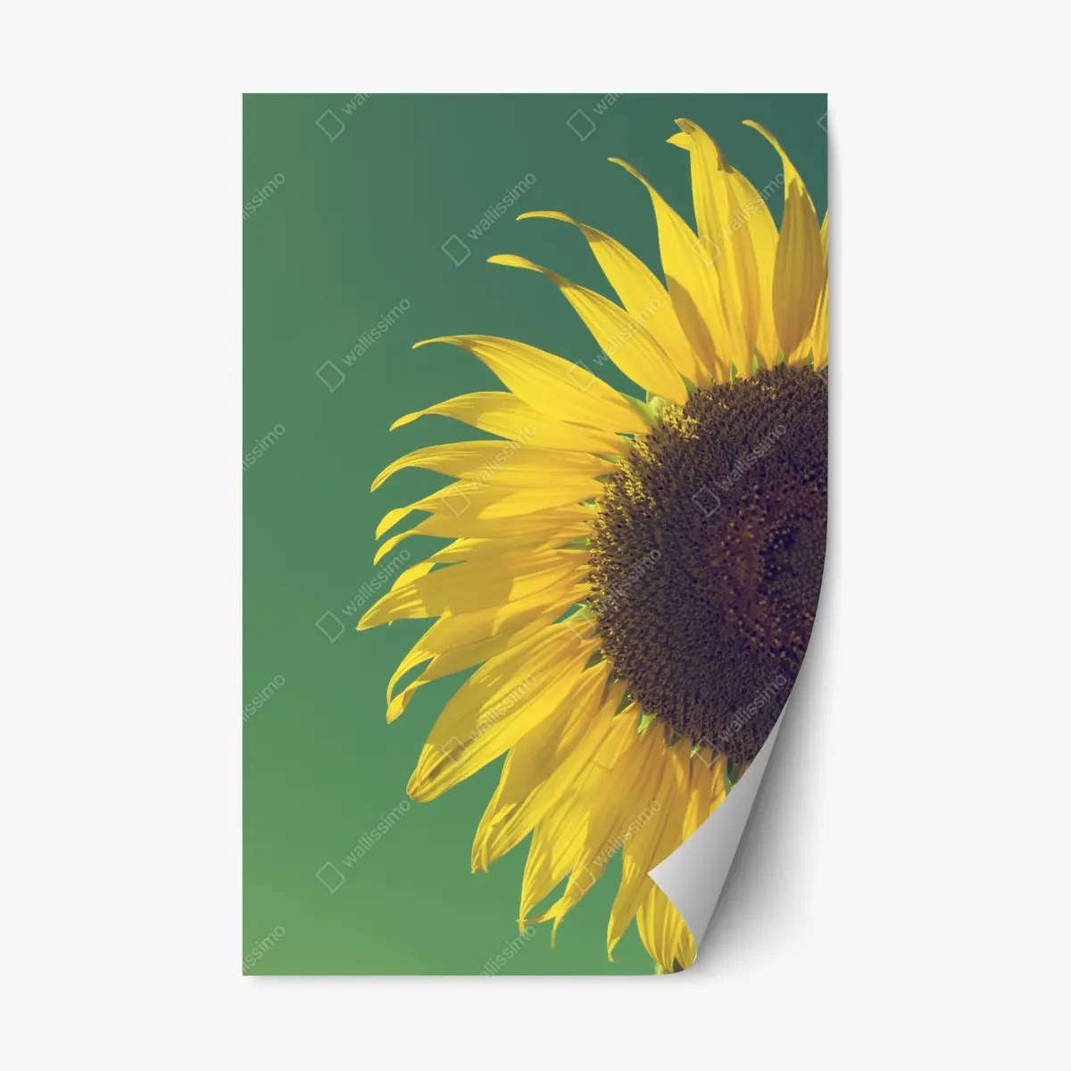 Adesivo riposizionabile girasole vintage su cielo verde • Wallissimo®