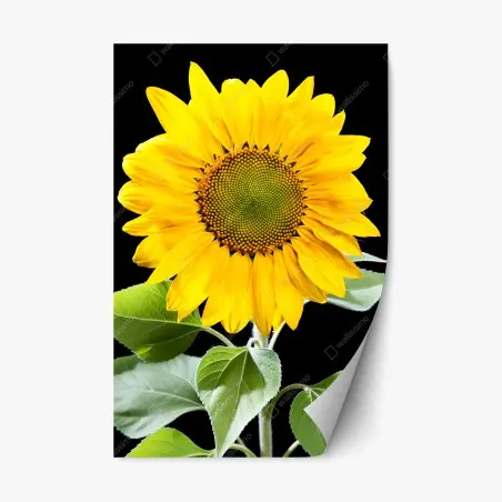 Adesivo riposizionabile girasole dorato su sfondo nero • Wallissimo®