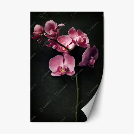 Adesivo riposizionabile orchidea rosa su sfondo vintage scuro • Wallissimo®