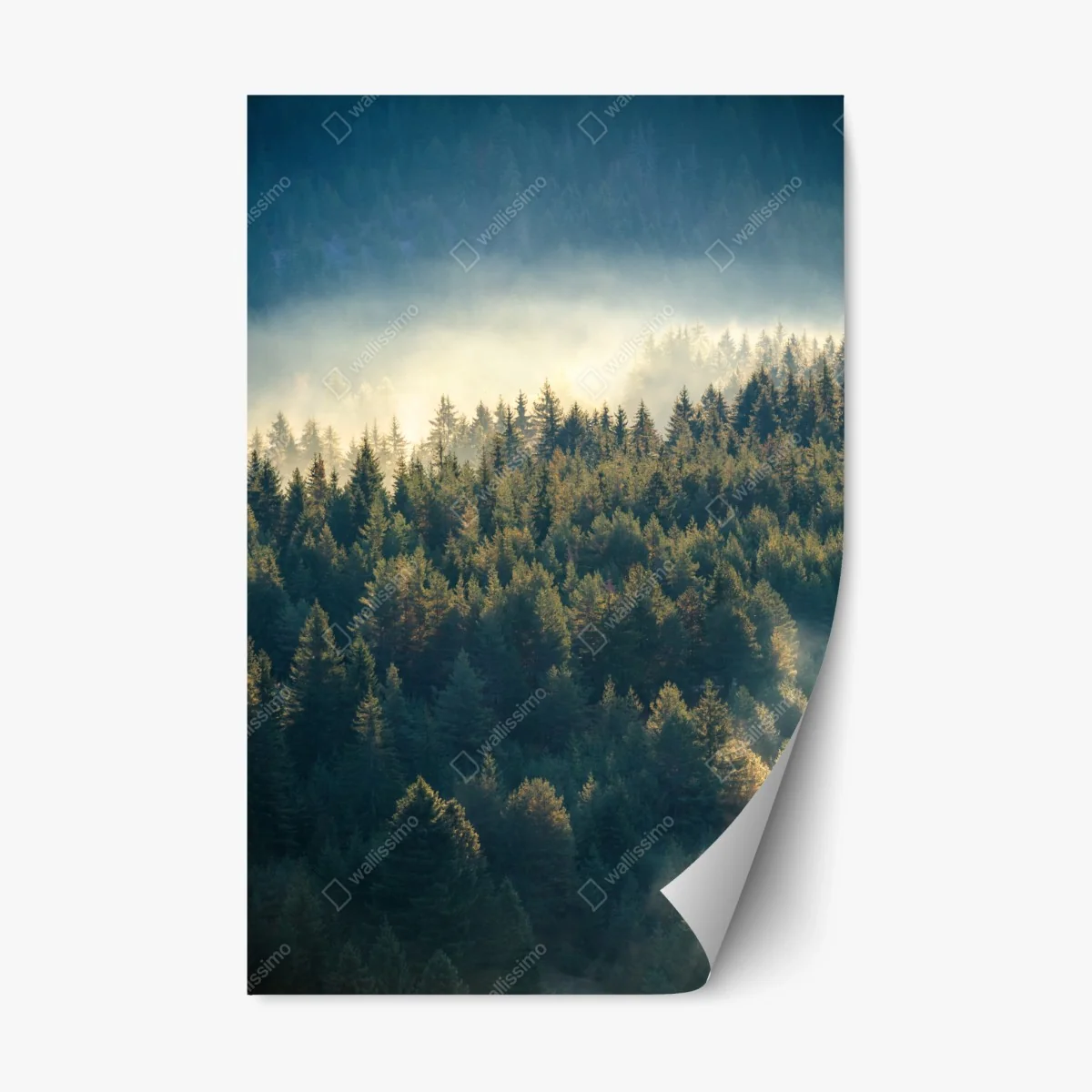 Adesivo riposizionabile foresta di pini nella nebbia dorata • Wallissimo® Adesivo riposizionabile foresta di pini nella nebbia dorata • Wallissimo®
