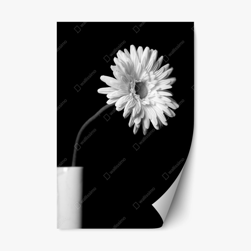 Adesivo riposizionabile gerbera bianca su sfondo nero