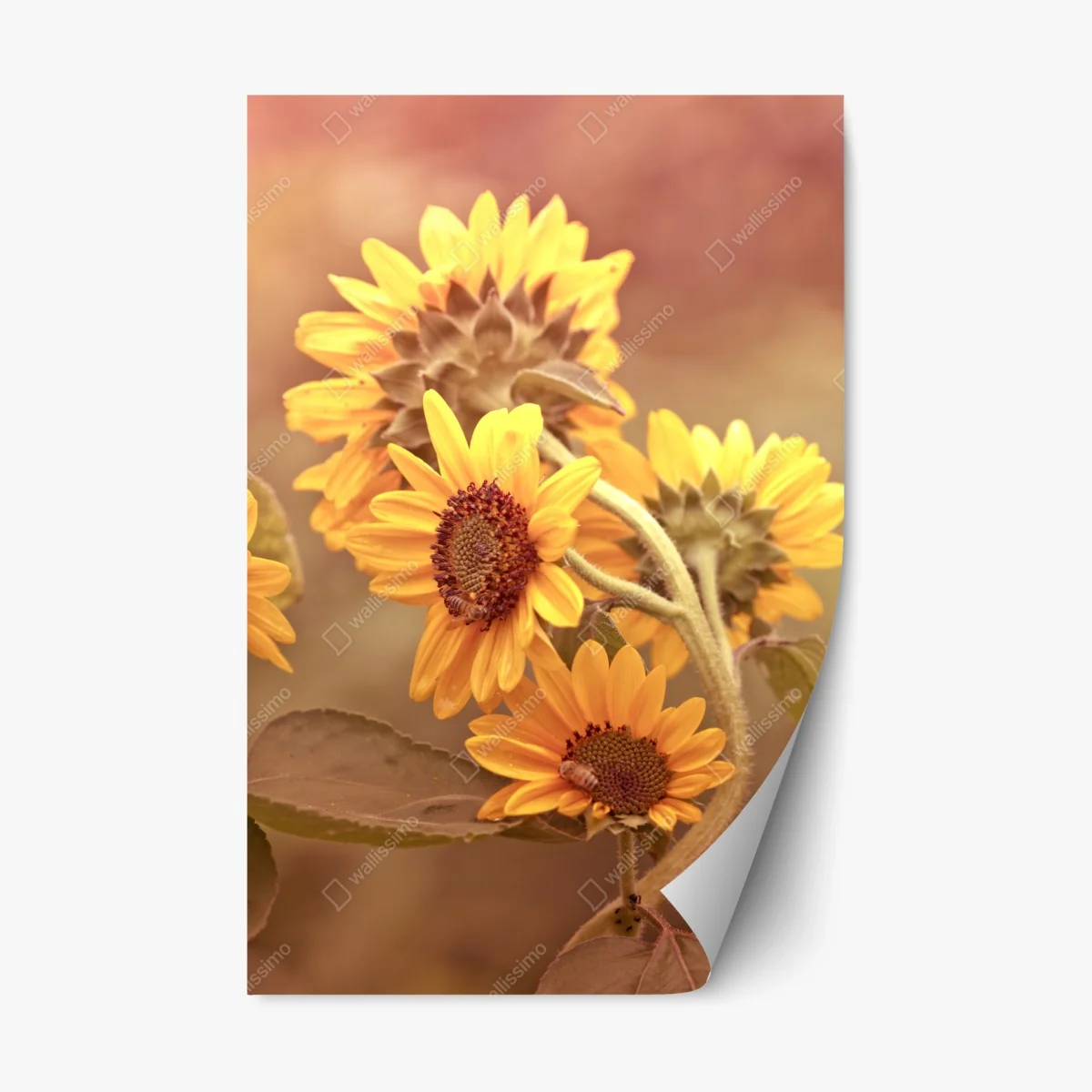 Adesivo riposizionabile girasoli vintage al tramonto • Wallissimo® Adesivo riposizionabile girasoli vintage al tramonto • Wallissimo®