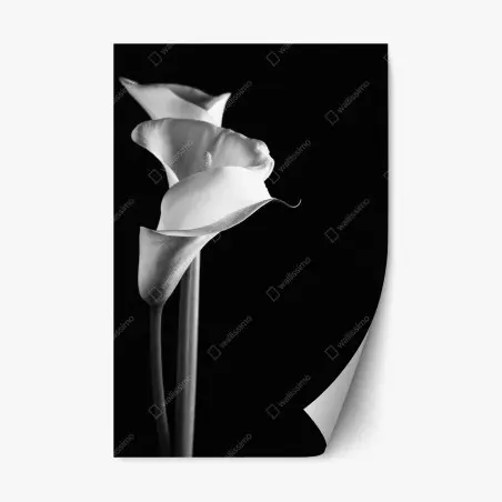 Adesivo riposizionabile eleganza di calle in bianco e nero • Wallissimo®