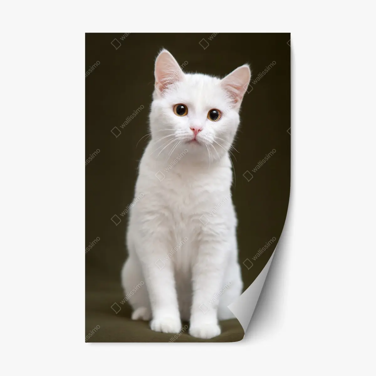 Adesivo riposizionabile ritratto tenero di gatto bianco su sfondo neutro • Wallissimo® Adesivo riposizionabile ritratto tenero di gatto bianco su sfondo neutro • Wallissimo®