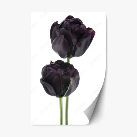 Adesivo riposizionabile tulipani neri su sfondo bianco • Wallissimo®