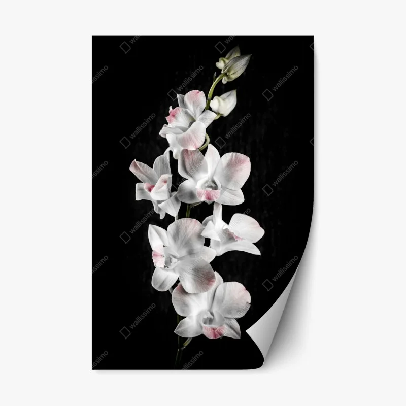 Adesivo riposizionabile orchidea bianca con sfumature rosa su sfondo nero