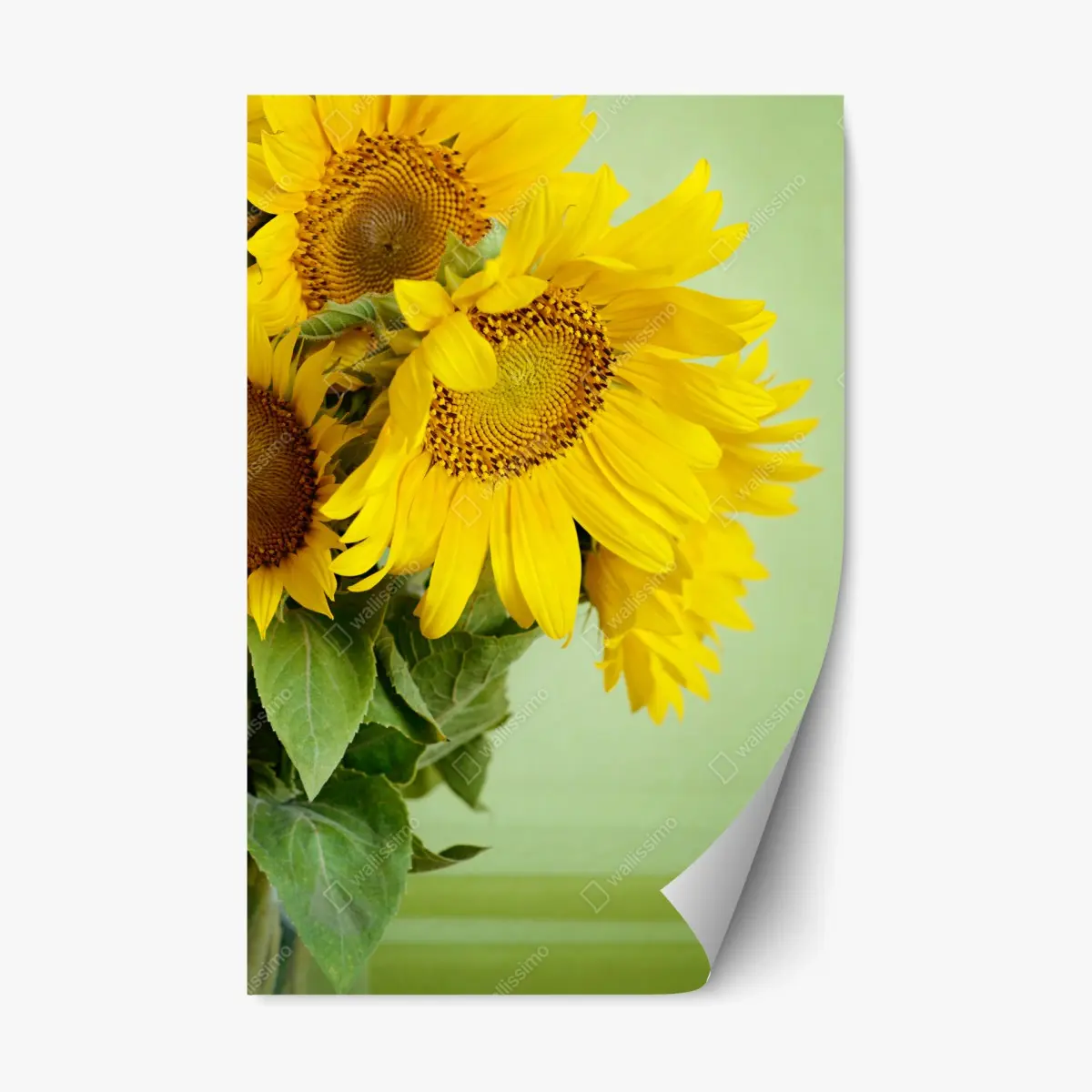 Adesivo riposizionabile girasoli estivi su sfondo verde • Wallissimo®