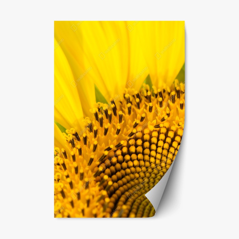 Adesivo riposizionabile girasole in macro spirale dorata