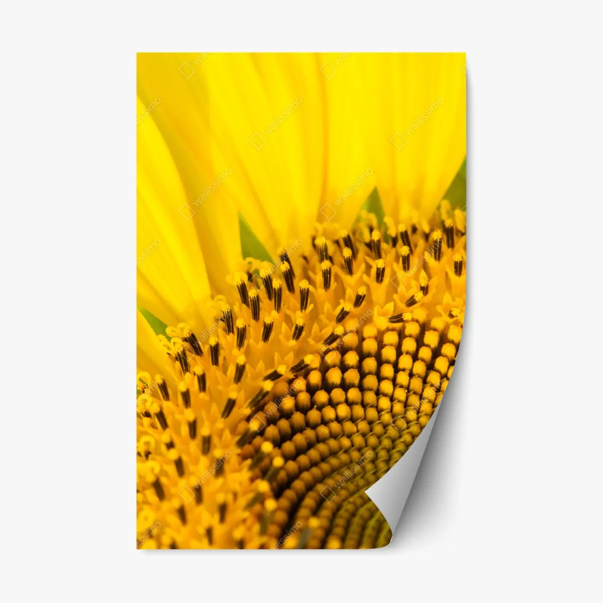Adesivo riposizionabile girasole in macro spirale dorata • Wallissimo®
