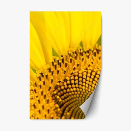 Adesivo riposizionabile girasole in macro spirale dorata • Wallissimo®