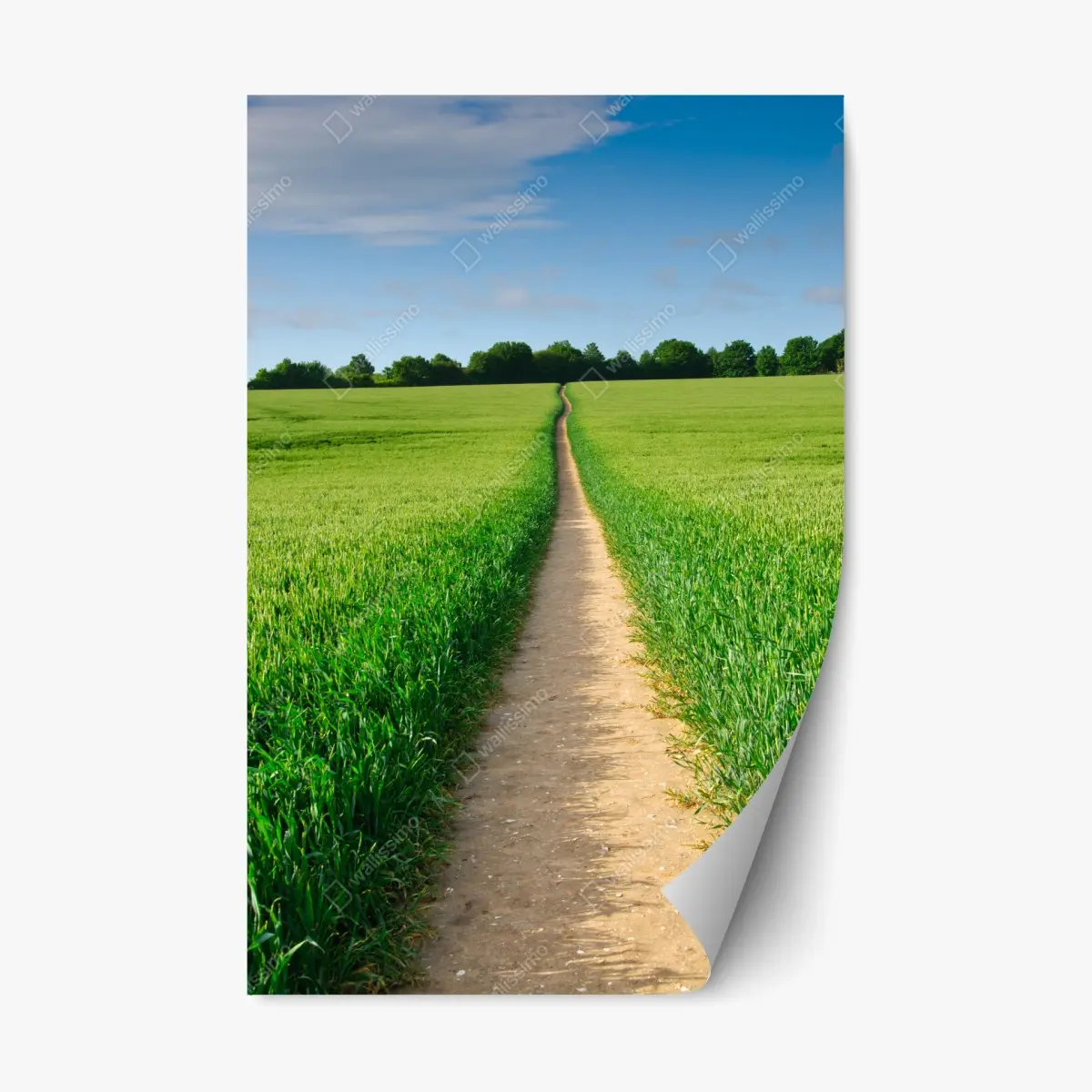 Adesivo riposizionabile sentiero che conduce all'orizzonte nella campagna verde • Wallissimo®
