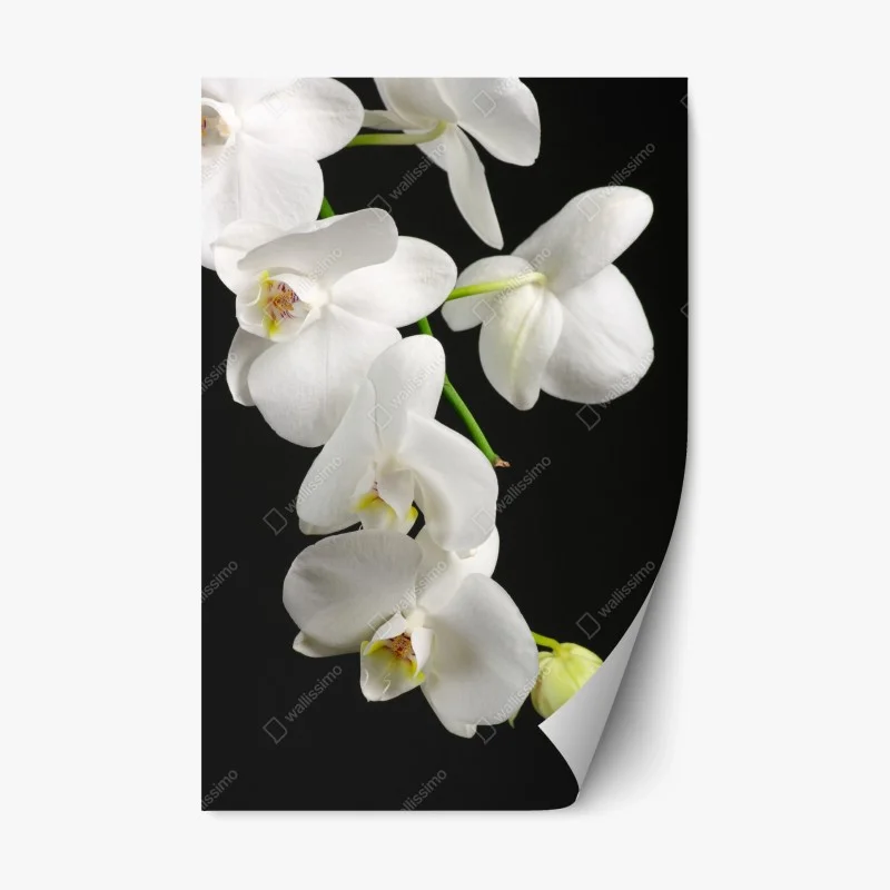 Adesivo riposizionabile eleganza di orchidee bianche su sfondo nero • Wallissimo®