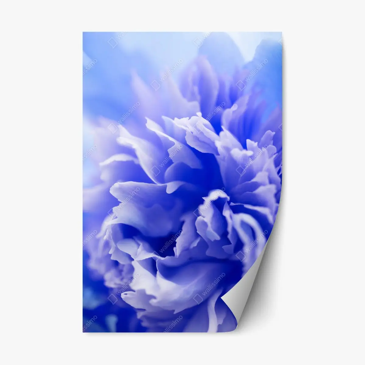 Adesivo riposizionabile esplosione di petali blu • Wallissimo®
