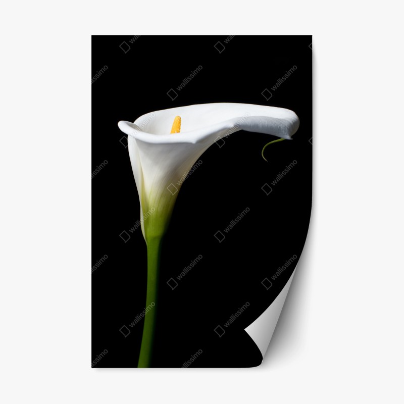 Adesivo riposizionabile elegante calla bianca su sfondo nero