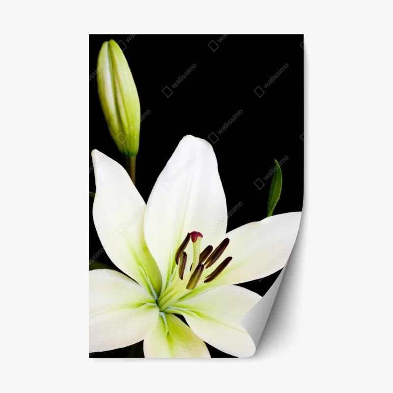 Adesivo riposizionabile giglio bianco su sfondo nero
