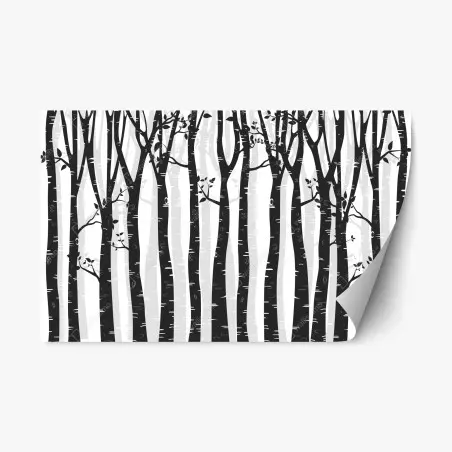 Adesivo riposizionabile foresta di betulle in bianco e nero • Wallissimo®