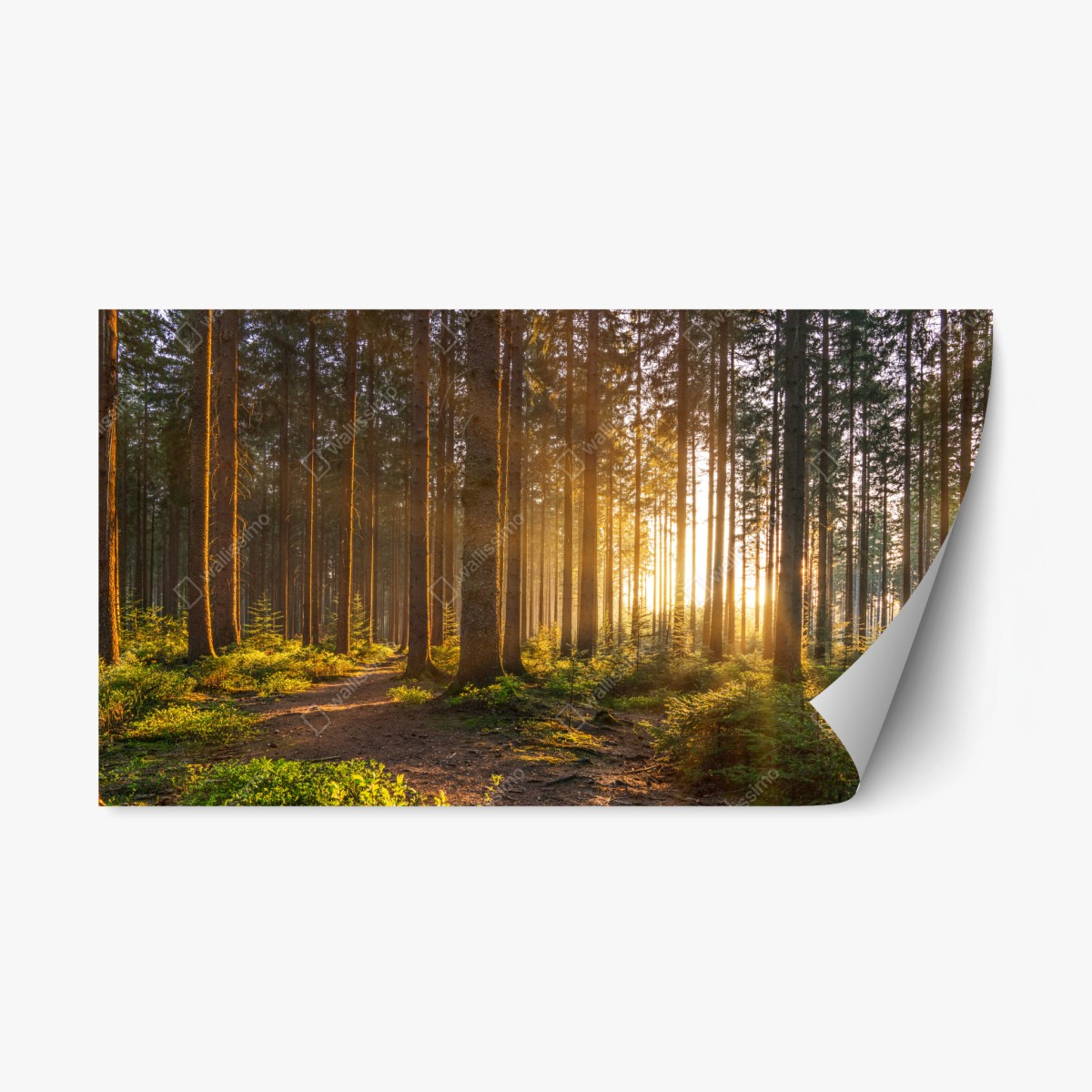 Adesivo riposizionabile rifugio di luce nella foresta • Wallissimo®