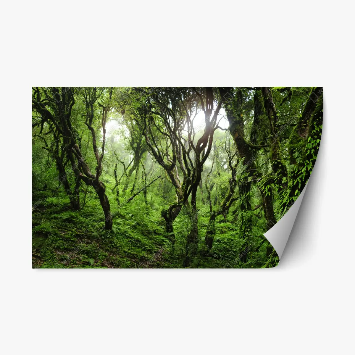 Adesivo riposizionabile foresta incantata di muschio e felci • Wallissimo®