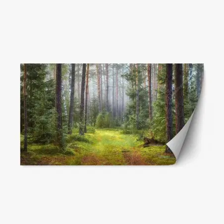 Adesivo riposizionabile rifugio di luce nella foresta • Wallissimo®
