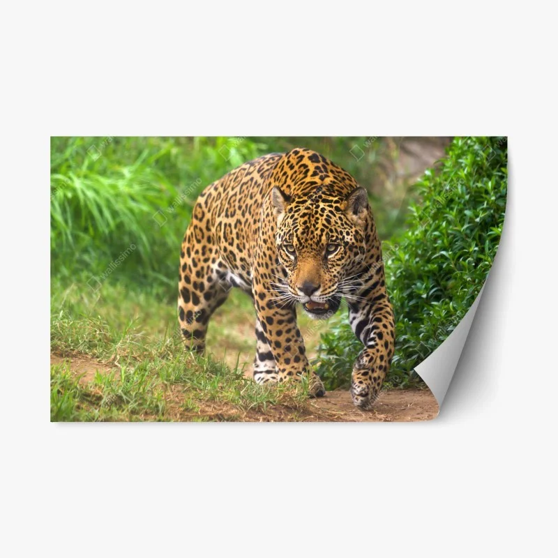 Adesivo riposizionabile sguardo selvaggio ritratto di giaguaro