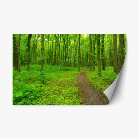 Adesivo riposizionabile sentiero nella foresta primaverile • Wallissimo®