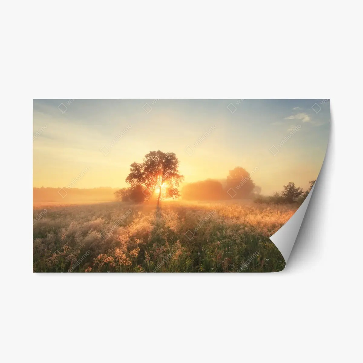 Adesivo riposizionabile alba dorata sul prato • Wallissimo®