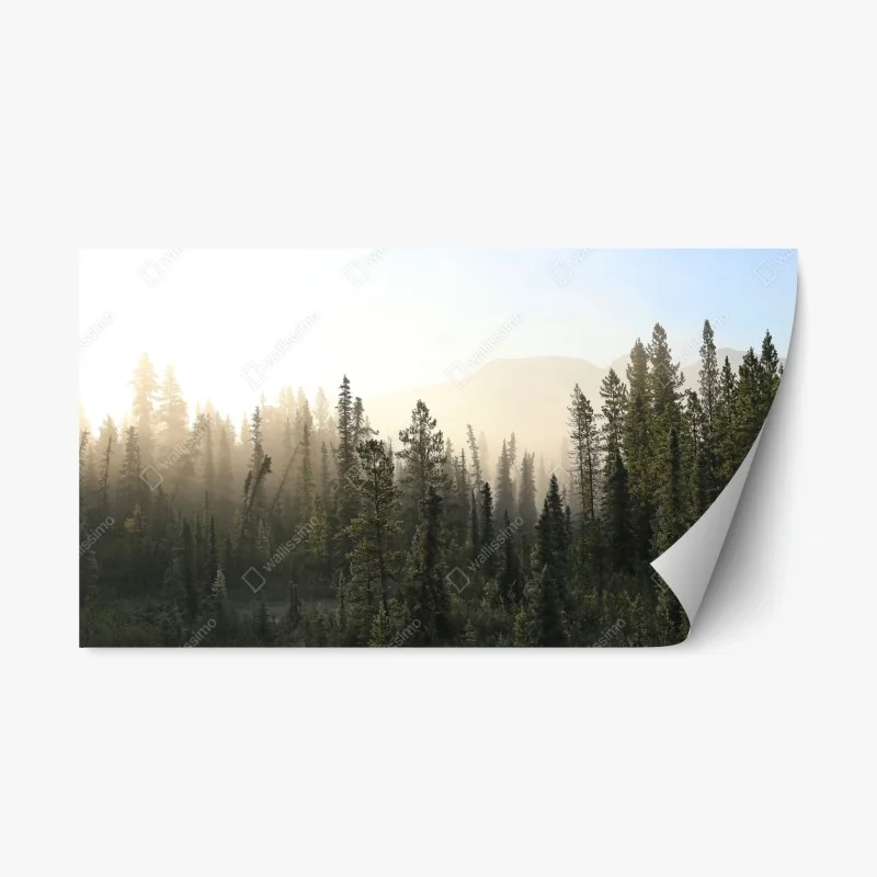 Adesivo riposizionabile nebbia mattutina tra i pini