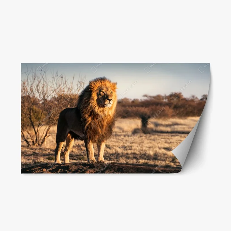 Adesivo riposizionabile il re della savana