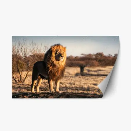 Adesivo riposizionabile il re della savana • Wallissimo®