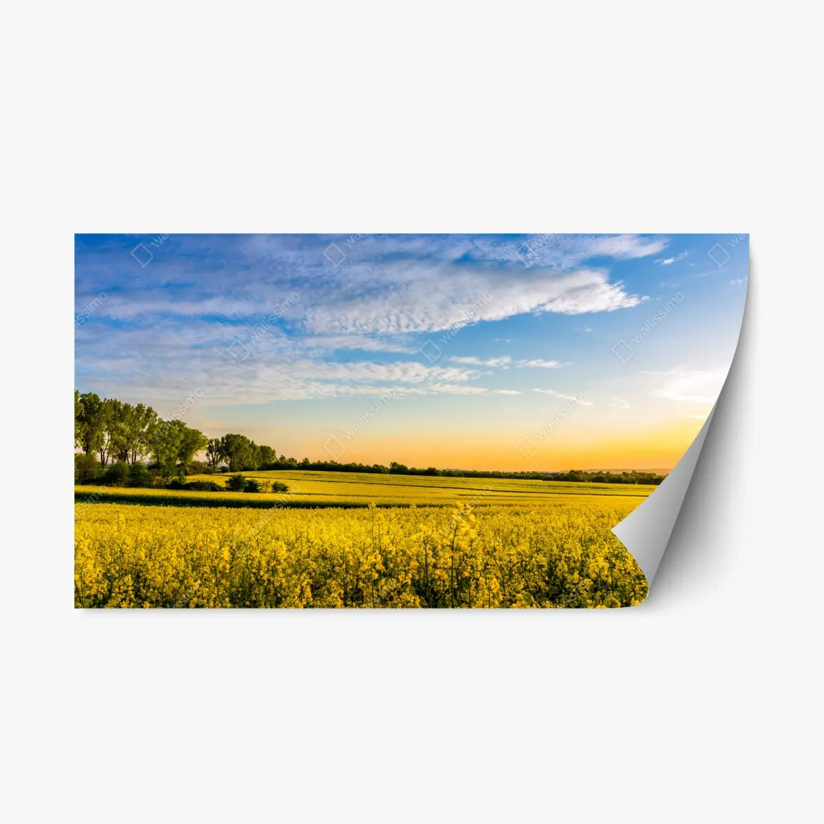 Adesivo riposizionabile tramonto sul campo di colza • Wallissimo®