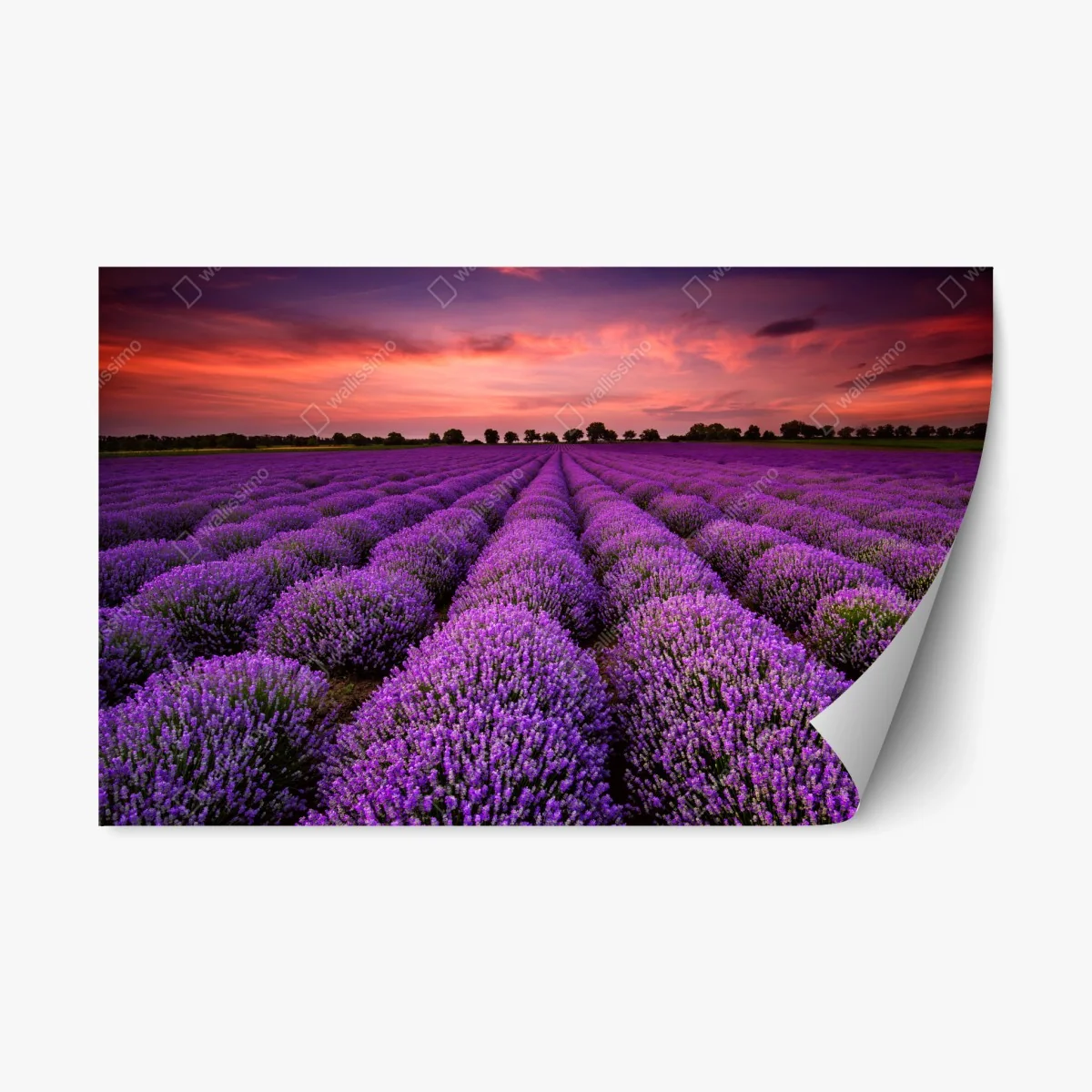 Adesivo riposizionabile orizzonte di lavanda al tramonto • Wallissimo® Adesivo riposizionabile orizzonte di lavanda al tramonto • Wallissimo®