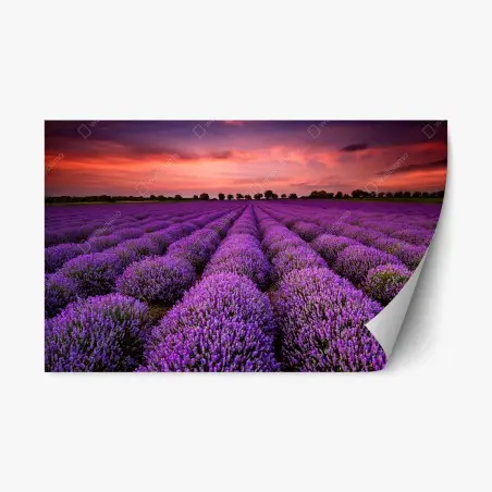 Adesivo riposizionabile orizzonte di lavanda al tramonto • Wallissimo®