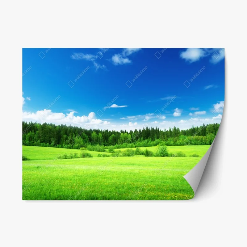 Adesivo riposizionabile paesaggio primaverile con prato e foresta