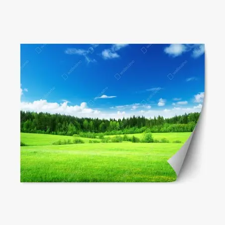 Adesivo riposizionabile paesaggio primaverile con prato e foresta • Wallissimo®