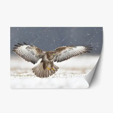 Adesivo riposizionabile poiana comune in volo sulla neve • Wallissimo®