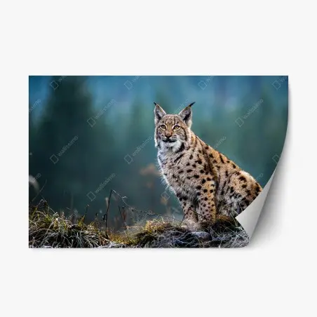Adesivo riposizionabile lince maestosa nel bosco • Wallissimo®